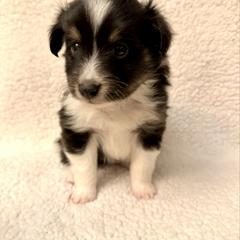 BLIZZARD - male Sporty Mix puppy in Livonia, Michigan from M7’s Shelties, Toonies & AussieDoodles