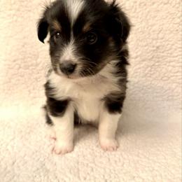 BLIZZARD - male Sporty Mix puppy in Livonia, Michigan from M7’s Shelties, Toonies & AussieDoodles