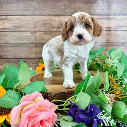 Titan - Blenheim male Cavapoo puppy in Beresford, South Dakota from DAKOTA DOOD RANCH