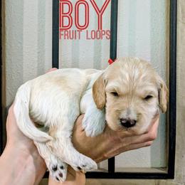 Fruit Loops - Cream male Goldendoodle puppy in Cambridge, Minnesota from Country Meadow Doodles