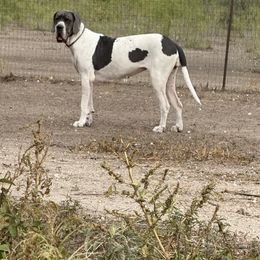 Mystique - Great Dane