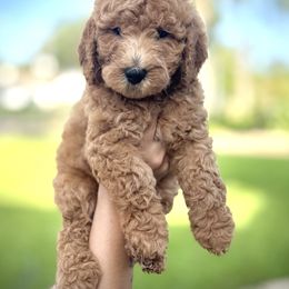 Light Blue - Apricot male Goldendoodle puppy in Spring, Texas from The Doodle Den