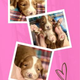Queenie - Red  female Goldendoodle puppy in Bluefield, Virginia from Love on a Leash