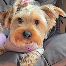 Zira - Yorkshire Terrier