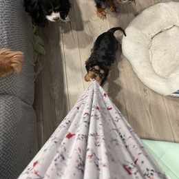 Cavalier King Charles Spaniel Puppies from Meant To Be Cavalier King Charles Spaniels