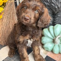 Wilson Family's Hook - Sable female Goldendoodle puppy in Norman, Oklahoma from Wilson Family Companions
