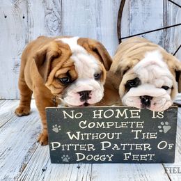 Bulldog Puppies from Fields’ Folly