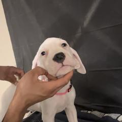 Girl 2 - White Dogo Argentino puppy in California from First-Class Lineage