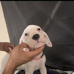 Girl 2 - White Dogo Argentino puppy in California from First-Class Lineage
