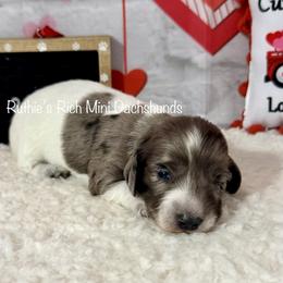Girl one - Black and cream female Dachshund puppy in Lakeland, Florida from Ruthie’s Rich Mini Dachshunds