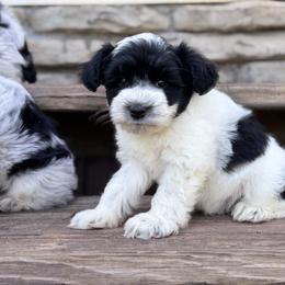 Miniature Schnauzer Puppies from Kimberly's Schnauzers