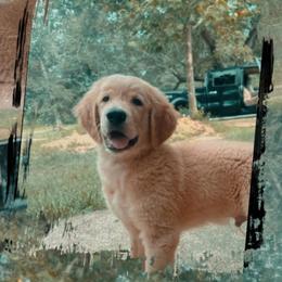 Golden Retriever Puppies from Magnolia Farm