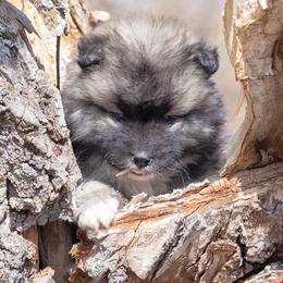 Pomsky Puppies from New World Pomskies