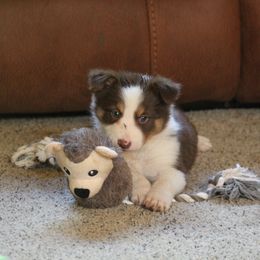 Border Collie, English Setter, and Miniature American Shepherd Puppies from First Harmony Farms