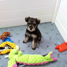 Girl 2 - Salt and pepper female Miniature Schnauzer puppy in Kannapolis, North Carolina from Schnauzer Affinity