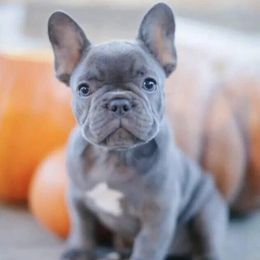 French Bulldogs and Golden Retrievers from KY Doodle Bears LLC