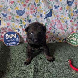 Red - Sable male German Shepherd puppy in Motley, Minnesota from Von Thomson Haus