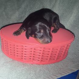 Girl 1 - Black and tan female Dachshund puppy in Paisley, Florida from Pantheon Dachshunds