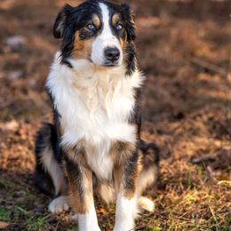 Liz - Australian Shepherd