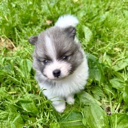 Blue Sable Parti boy 3 wks - Blue parti male Pomeranian puppy in Madison, Ohio from PawSitive Therapy Pomeranians