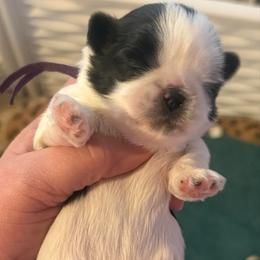 Purple - Black and white female Shih Tzu puppy in Berkeley Springs, West Virginia from Sandridge Shih Tzus