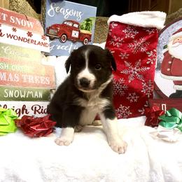 Border Collie and Jack Russell Terrier Puppies from CP FARMS BORDER COLLIES N JACKS CORP