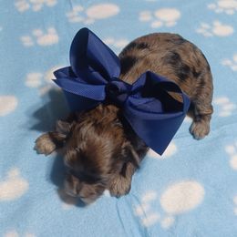 Cobain - Merle male Shihpoo puppy in Delphos, Ohio from Route 66 Poodles & Doodles, Sapphire Shih-tzu's of Ohio