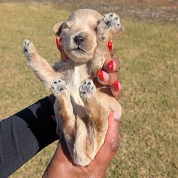 Boy maybe - Black male Goldendoodle puppy in Forney, Texas from Cityline Goldendoodles