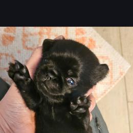 Goblin - Black male Brussels Griffon puppy in Welch, Minnesota from Baringer Brussels