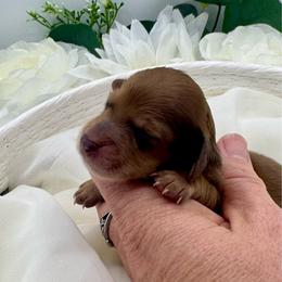 Gage - Red male Dachshund puppy in Exeter, California from Sawtooth Miniature Dachshunds