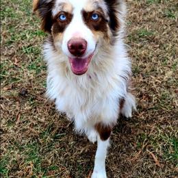 Hemi - Red merle female Australian Shepherd puppy in Smithfield, Virginia from Squirrelytail Farms
