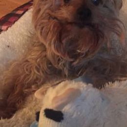 Yorkshire Terriers from Never Enough Yorkies