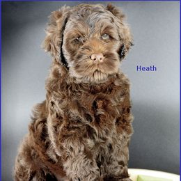 Heath - Chocolate male Australian Labradoodle puppy in Billings, Montana from Doodle Around