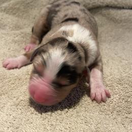 Blue Merle Boy 1 - Blue merle male Miniature Australian Shepherd puppy in Somerset, Kentucky from Natural Life Ranch