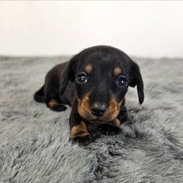Black and tan female (green) - Black and tan female Dachshund puppy in Belle Rive, Illinois from Akin's Miniature Dachshunds, LLC