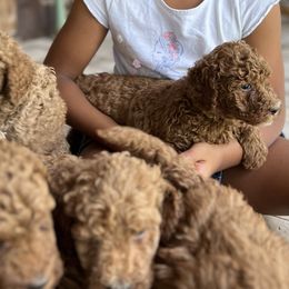 Goldendoodles from Narrow Path Homestead