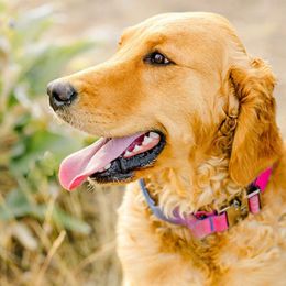 Georgia - Golden Retriever