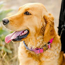 Georgia - Golden Retriever