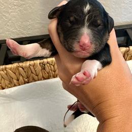 Light green collar - Tri-color female Bernedoodle puppy in Marlow, Oklahoma from Crider’s Critters