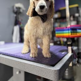 Boy 1 - Apricot male Poodle puppy in Upper Marlboro, Maryland from CURLS KENNEL
