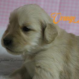 Orange collar girl - Golden female Golden Retriever puppy in Otis Orchards, Washington from Sunlite Golden Retrievers