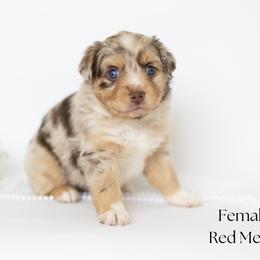 Clover - Red merle female Miniature Australian Shepherd puppy in Wooster, Ohio from Kari's Mini Aussies