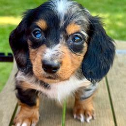 Zach - Dapple male Dachshund puppy in Aurora, Missouri from Baileys Precious Puppies