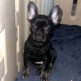 Iris west - Black female French Bulldog puppy in San Diego, California from Forbes List Frenchies