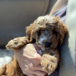 Cavapoo, Cockapoo, Goldendoodle, and Maltipoo Puppies from Perdue Puppies