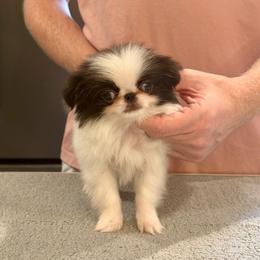 Boy 1 - Black and white male Japanese Chin puppy in Little Rock, Arkansas from Montra Japanese Chin & Cavalier King Charles Spaniels