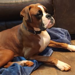Ah-Lee - Boxer