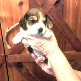 Flint - Black tan and white male Beagle puppy in Jerome, Missouri from Beam's Beagles