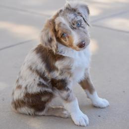 Cosmo - Red merle male Aussiedoodle puppy in Peyton, Colorado from Colorful Colorado Aussiedoodles