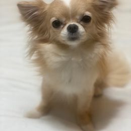 Zinna - Chihuahua